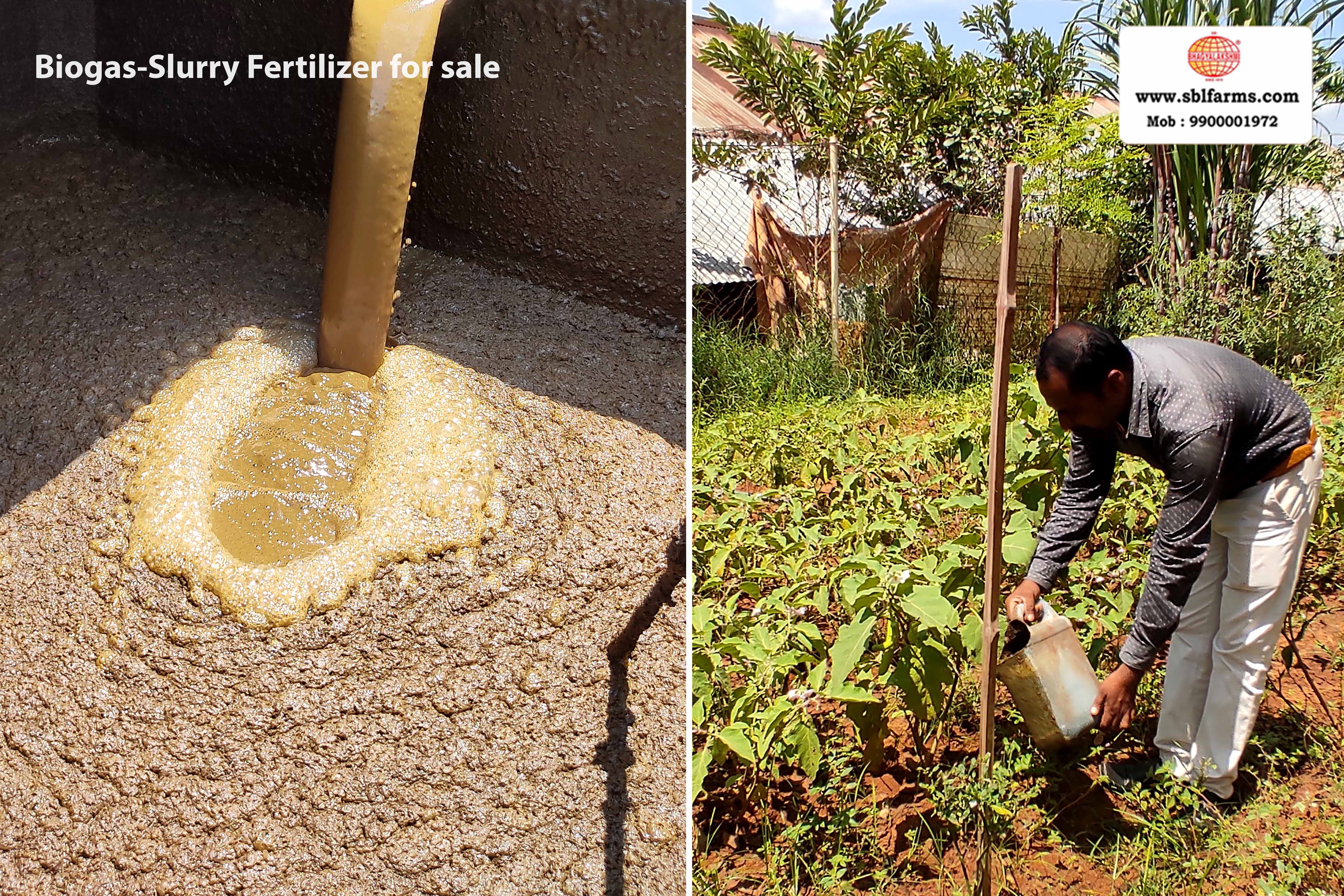 Sri Bhagyalakshmi Farms Bangalore - biogas-slurry fertilizer | Slurry Fertilizer for Sale  |  Fertilizer for vegetable better growth | bioslurry manufacturers, suppliers & exporters in Bangalore|Bio slurry for sale in bangalore |  Sri Bhagyalakshmi Farms fertilizer slurry Bangalore | Bioslurry a supreme fertiliser | slurry fertilizer near me bangalore | slurry fertilizer near me bangalore contact number | manure fertilizer for sale in bangalore | Organic Manure for sale | biogas slurry uses | biogas slurry composition | organic fertilizer price per kg | biogas slurry meaning | organic fertilizer price in india | organic fertilizer price per ton | Sri Bhagyalakshmi Farms, Cow Dung Manure Organic Fertilizer Suppliers in Bangalore